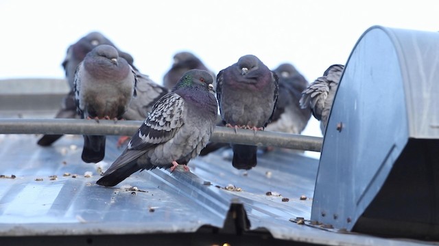 Rock Pigeon (Feral Pigeon) - ML189984751