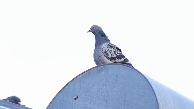 Rock Pigeon (Feral Pigeon) - ML189984811