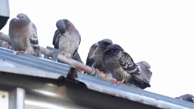Rock Pigeon (Feral Pigeon) - ML189984911