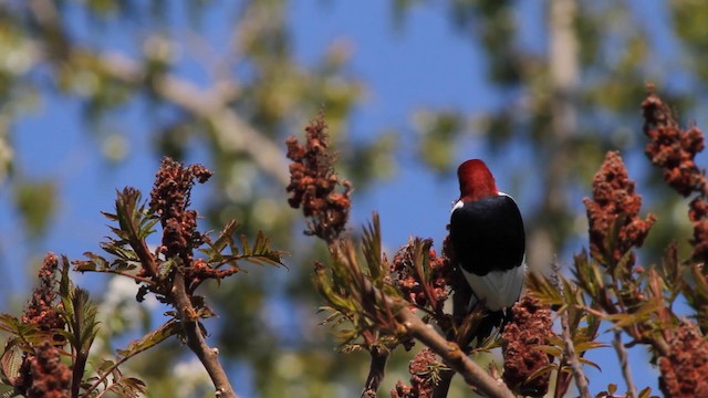 Red-headed Woodpecker - ML189985481