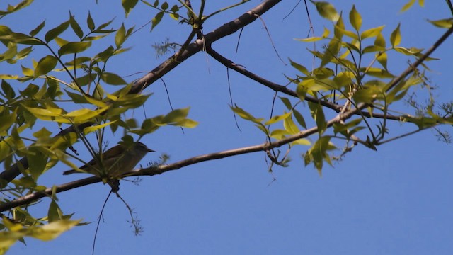 Tennessee Warbler - ML189985691