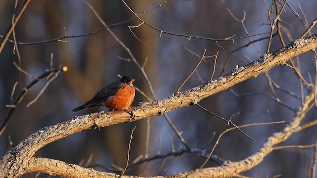 American Robin - ML189986021