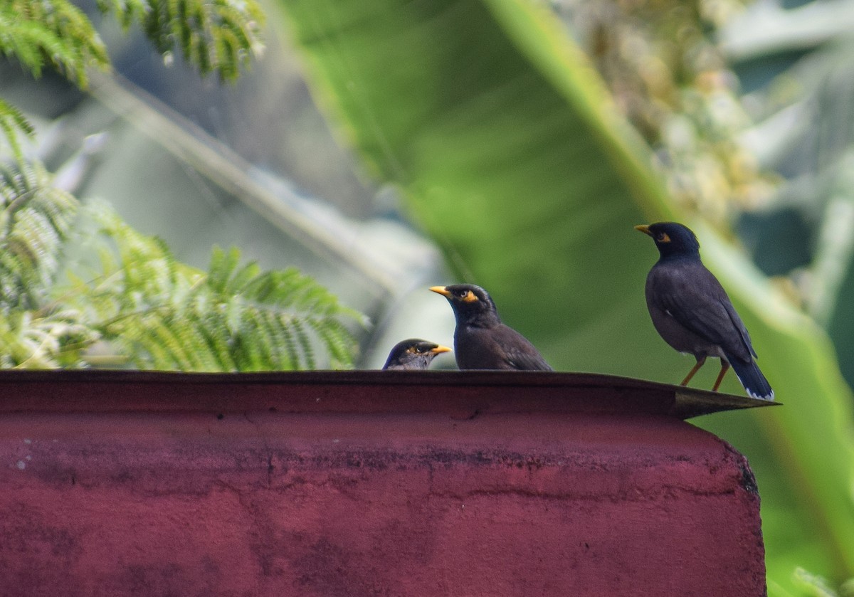 Common Myna - ML189986751