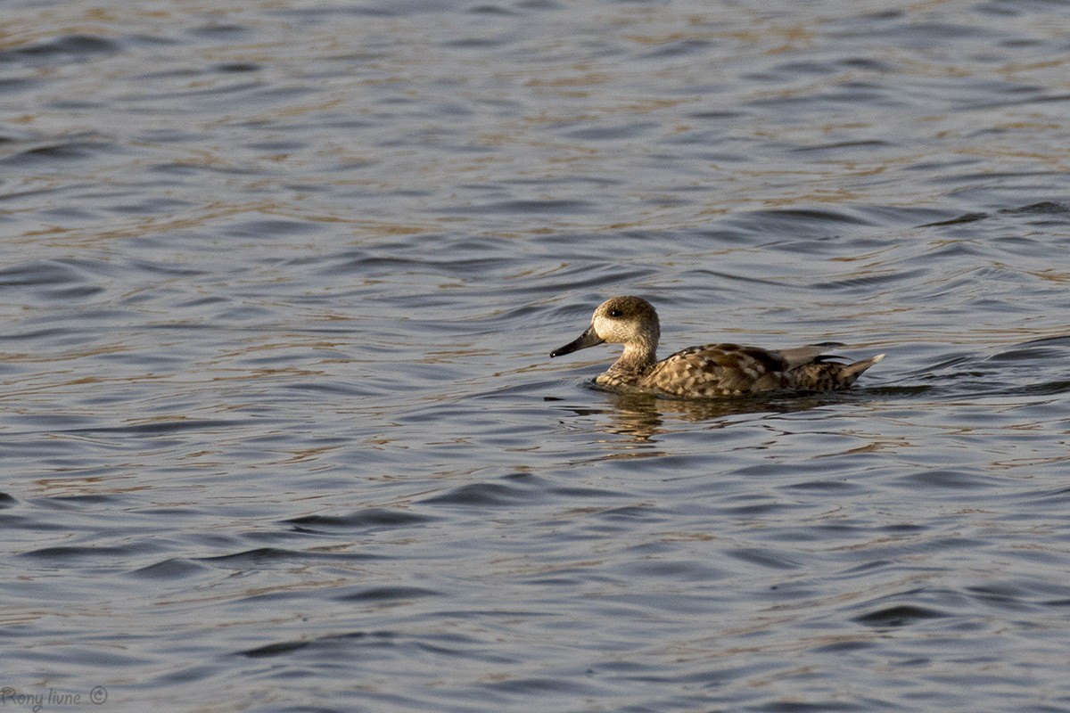 Marbled Duck - rony livne