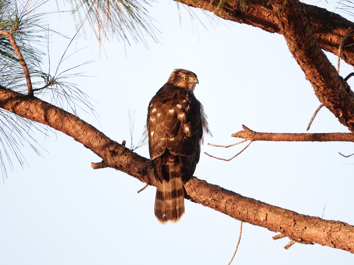 Cooper's Hawk - ML189987791