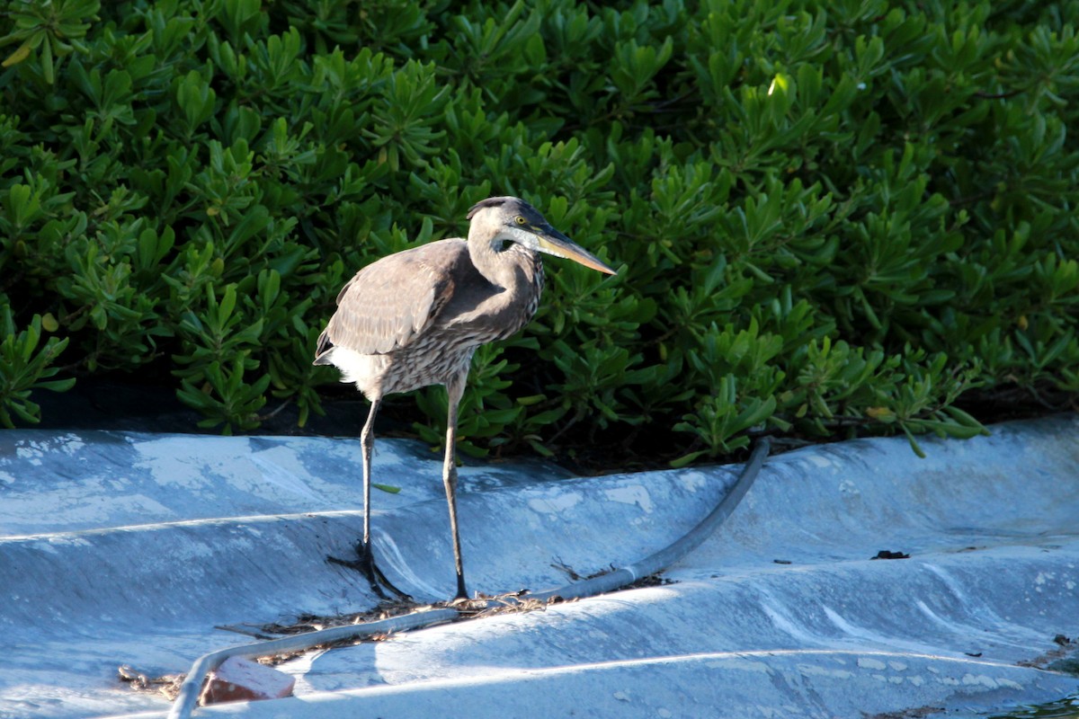 Great Blue Heron - Henriette de Vries