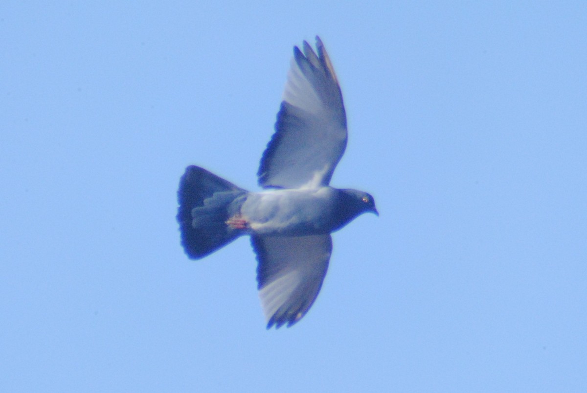 Rock Pigeon (Feral Pigeon) - Sean Cozart