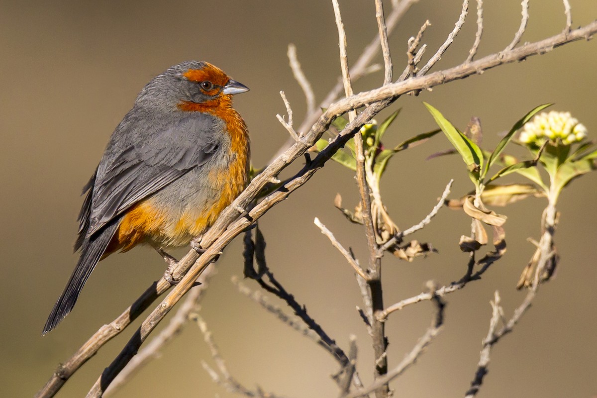 Cochabamba Mountain Finch - Paul Jones