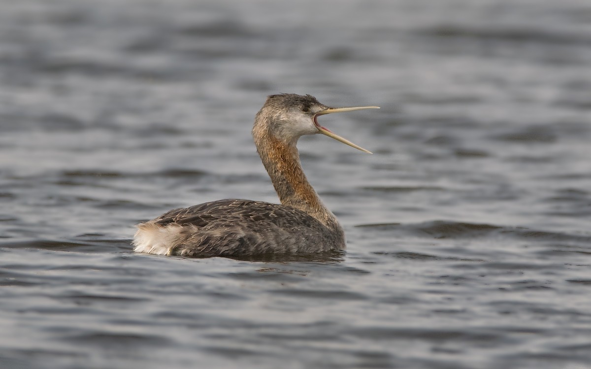 Great Grebe - ML189989961