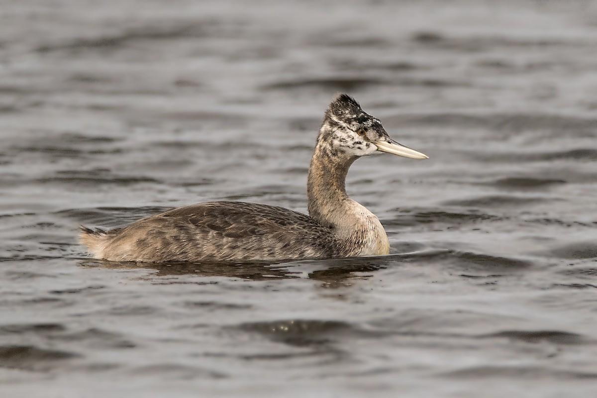 Great Grebe - ML189990011