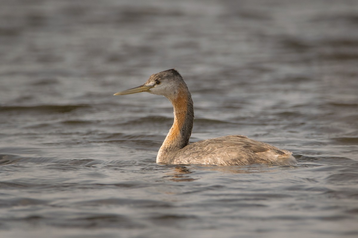 Great Grebe - ML189990021