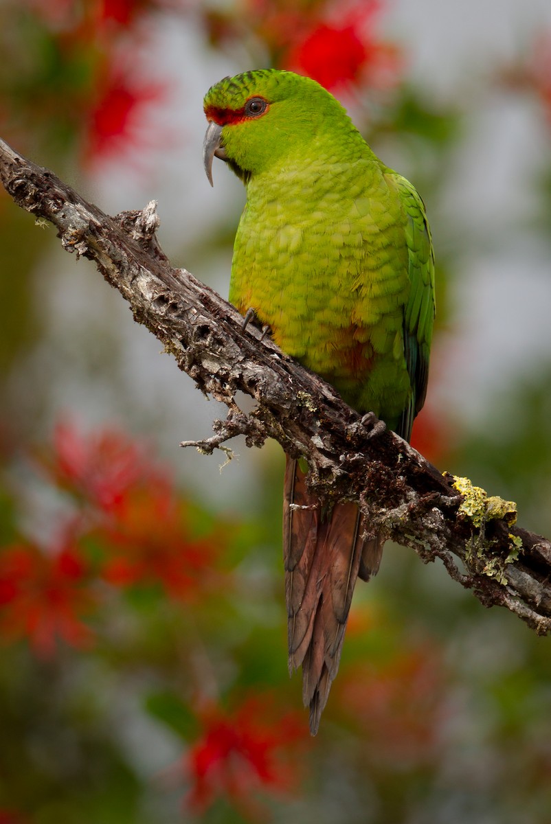 Slender-billed Parakeet - Paul Jones