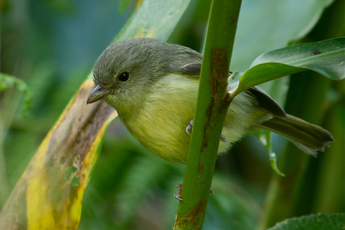 Blue Mountain Vireo - ML189990681