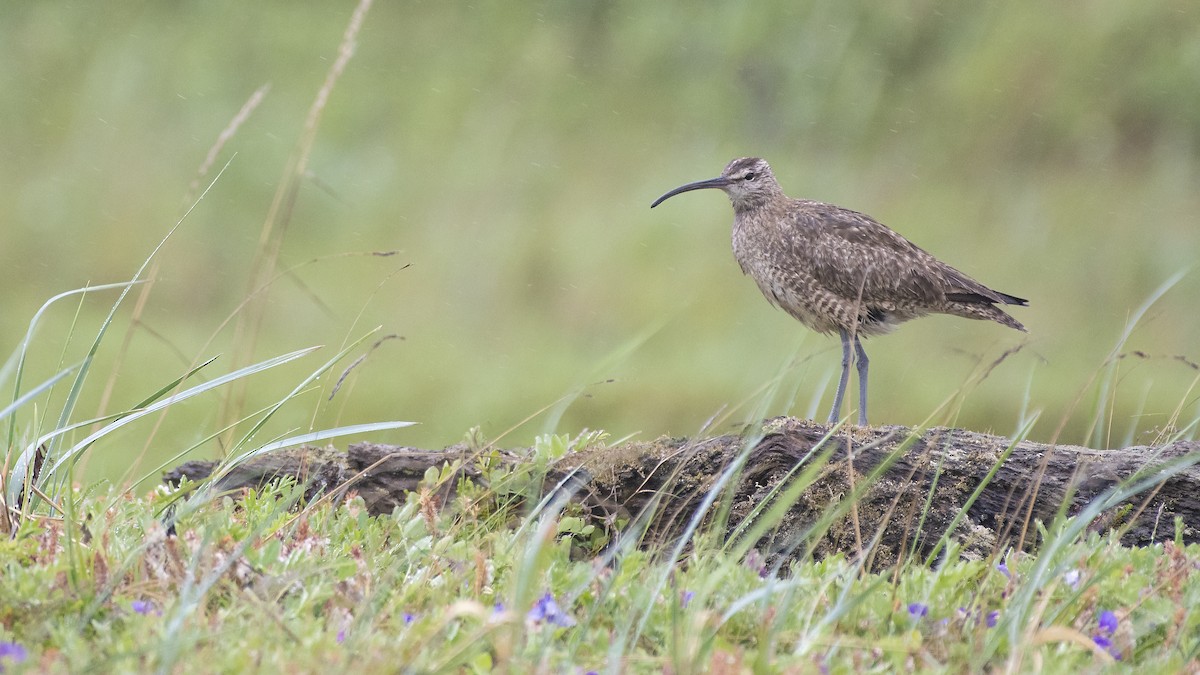 Whimbrel - Bryan Calk