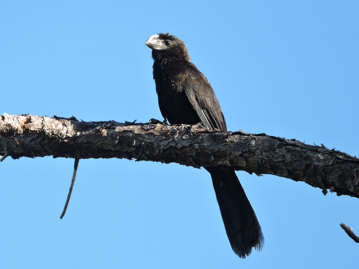 Smooth-billed Ani - ML189991881