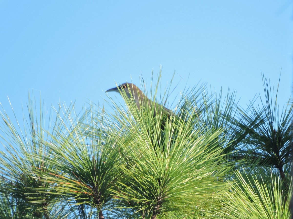 Great Lizard-Cuckoo - ML189992141