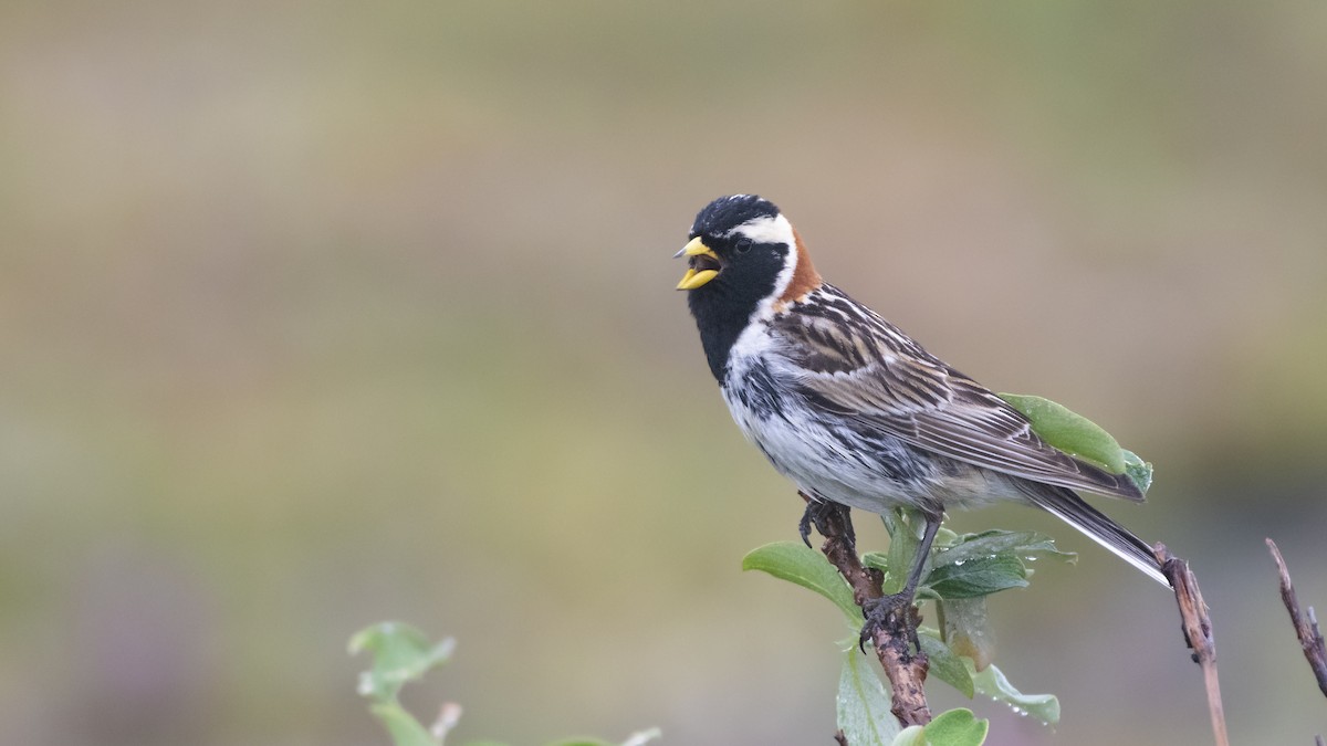 Lapland Longspur - ML189992231