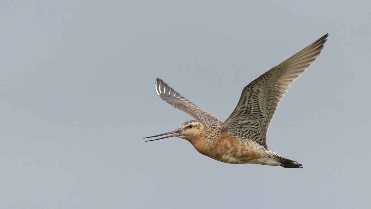 Bar-tailed Godwit - Bryan Calk