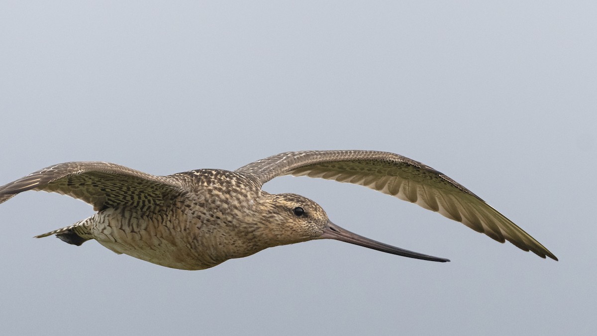 Bar-tailed Godwit - ML189992451