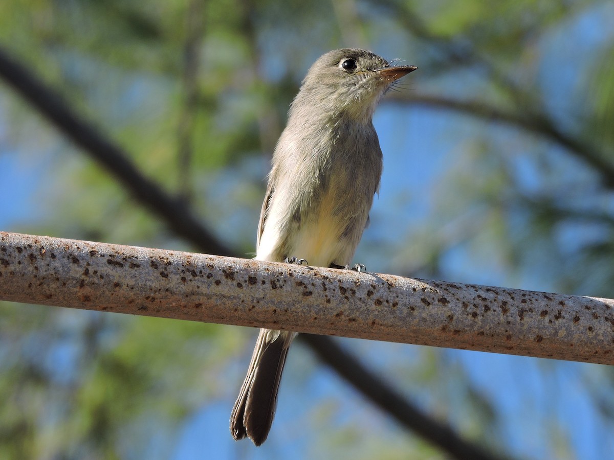 Cuban Pewee - ML189992551