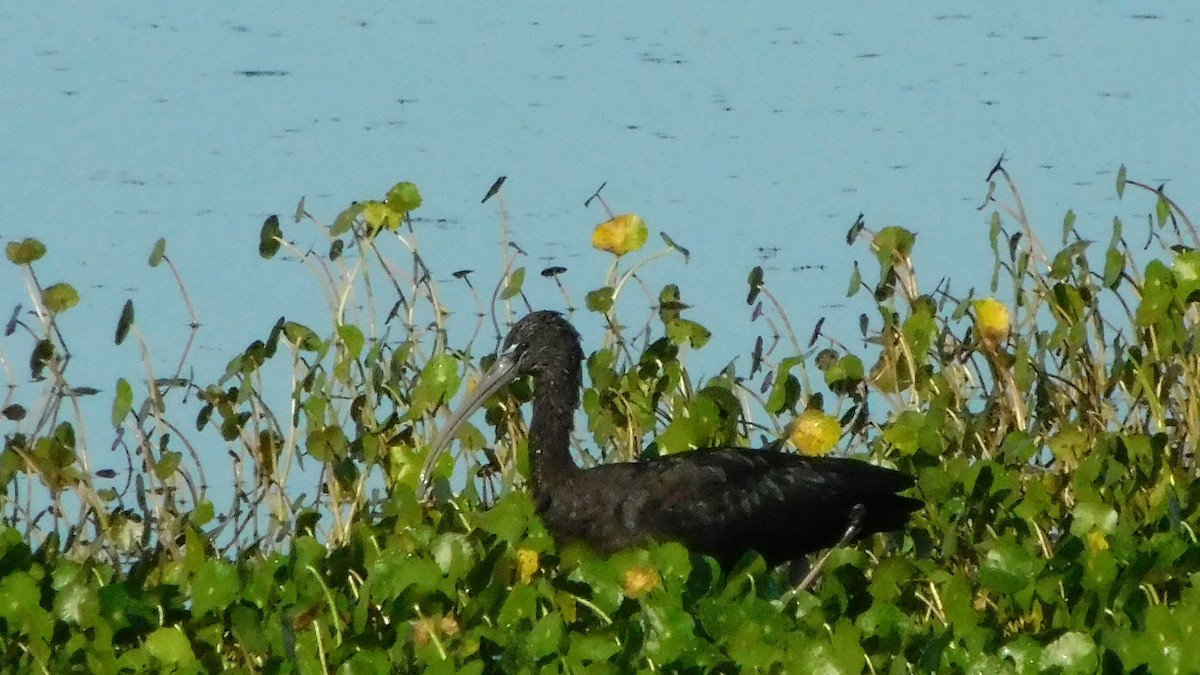 Glossy Ibis - John  Paalvast