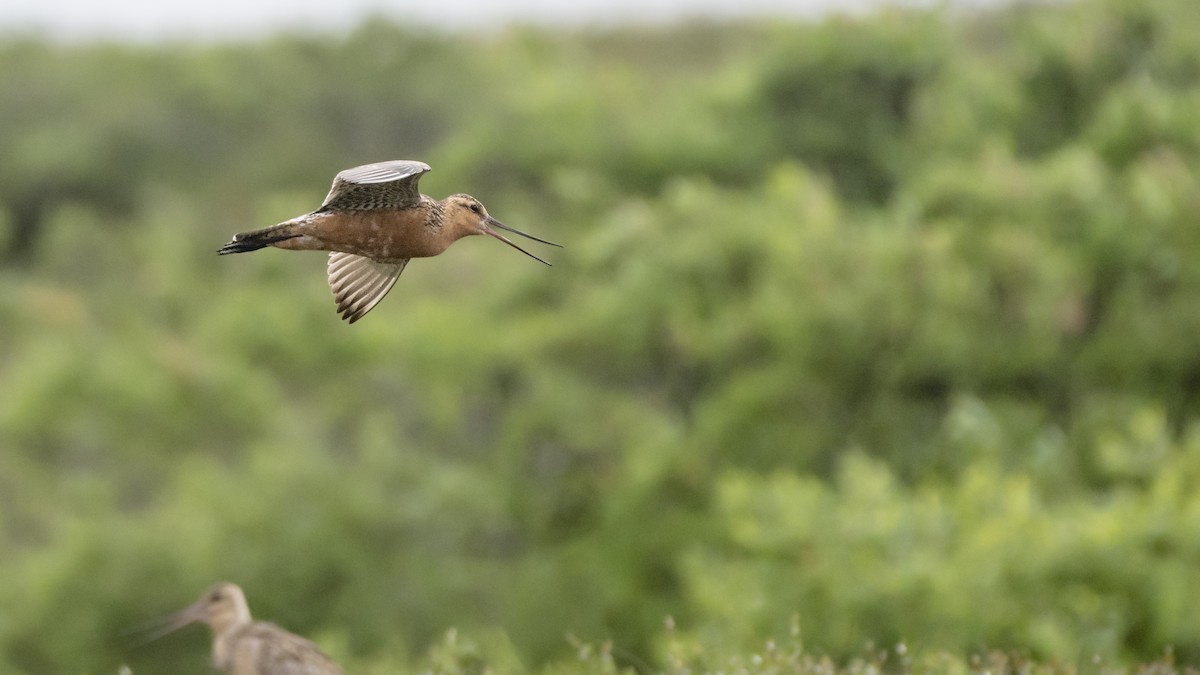 Bar-tailed Godwit - ML189992631