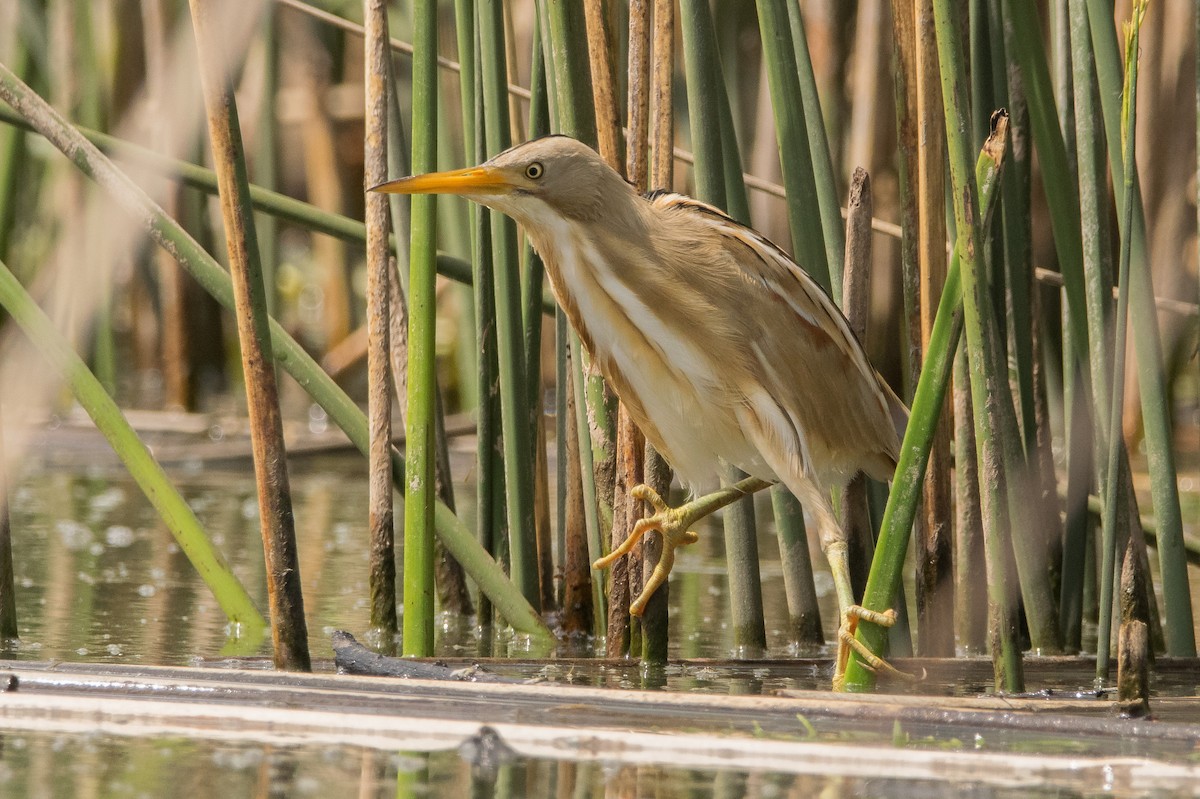 Stripe-backed Bittern - ML189992851