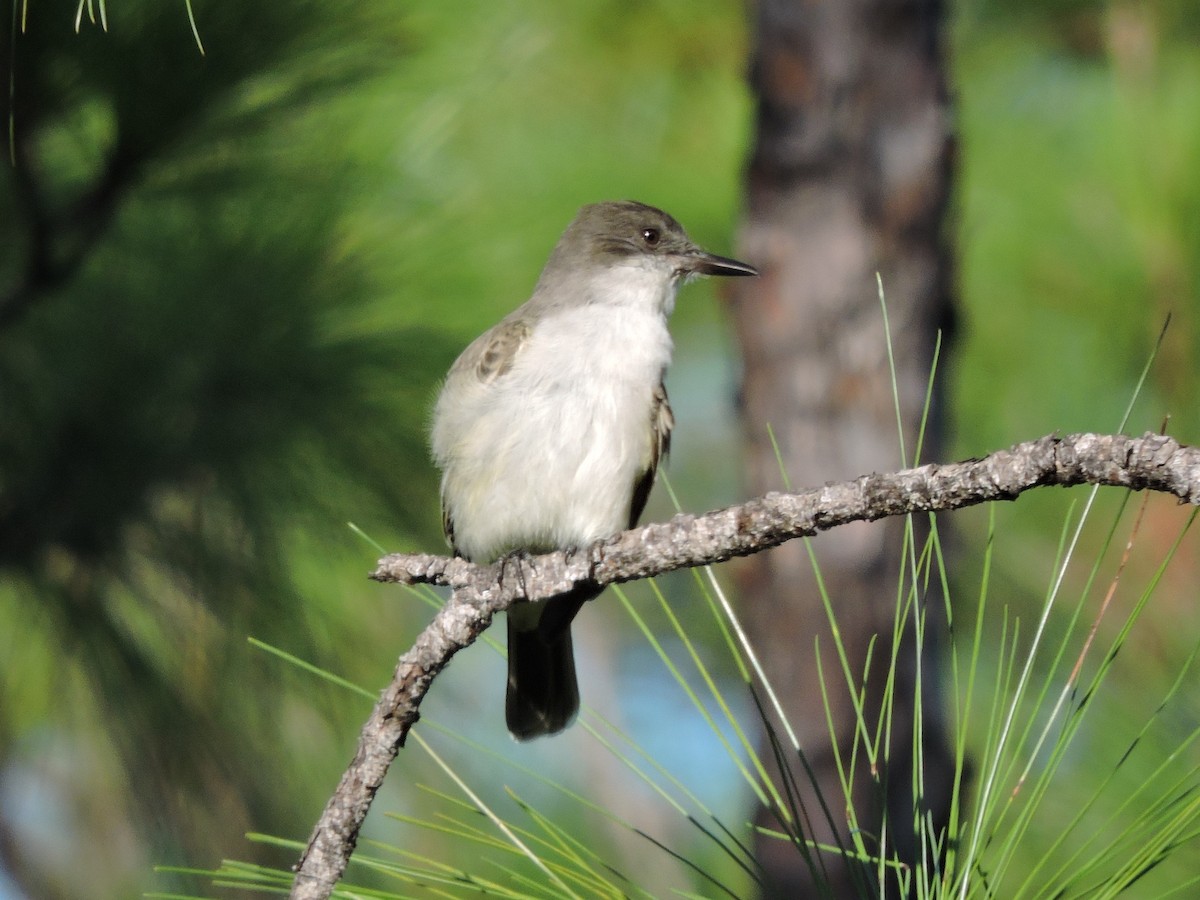 Loggerhead Kingbird - Kathryn Cowdery