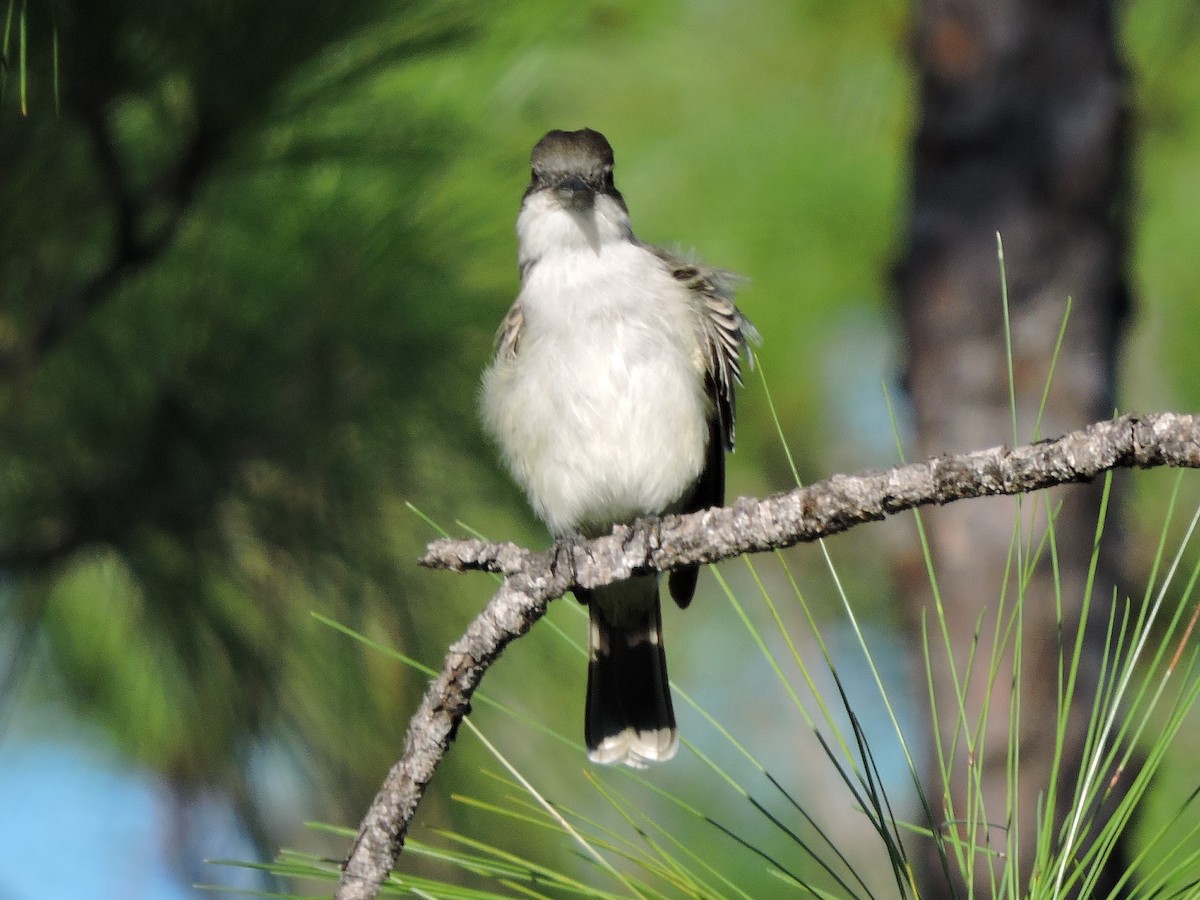 Loggerhead Kingbird - ML189993381