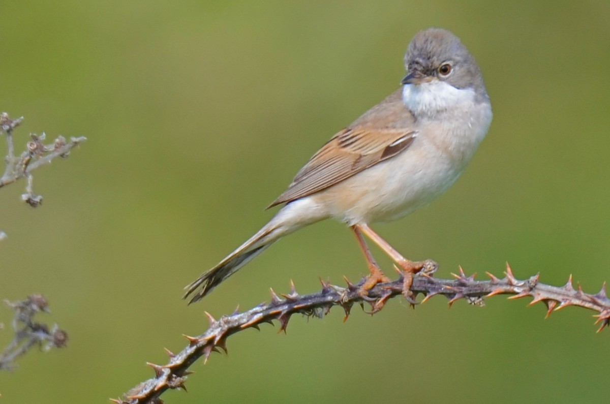Greater Whitethroat - Brian Carruthers