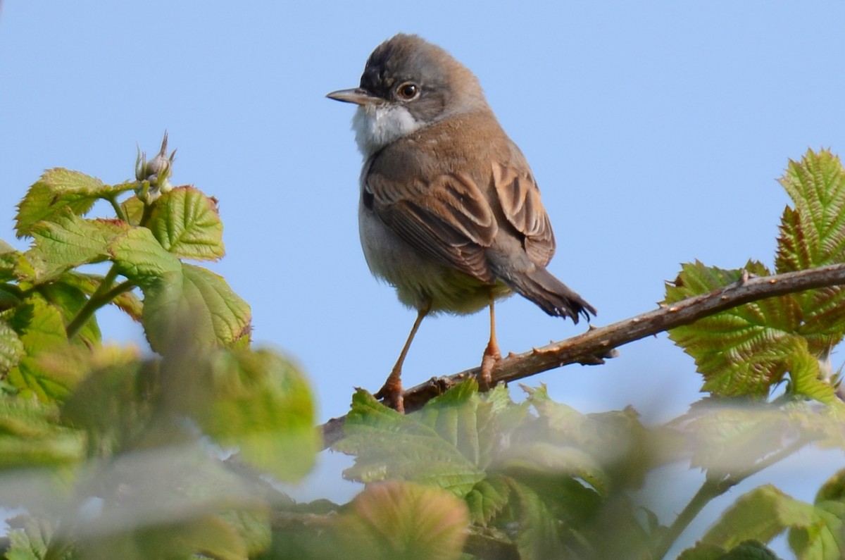 Greater Whitethroat - Brian Carruthers