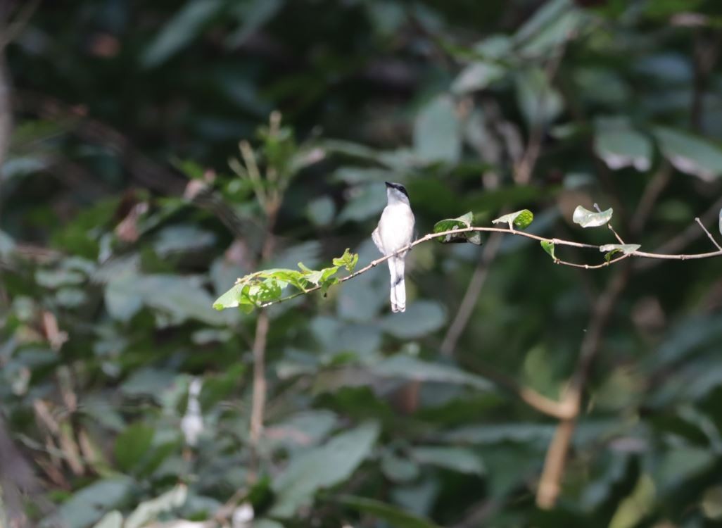 Bar-winged Flycatcher-shrike - Novelkumar M S