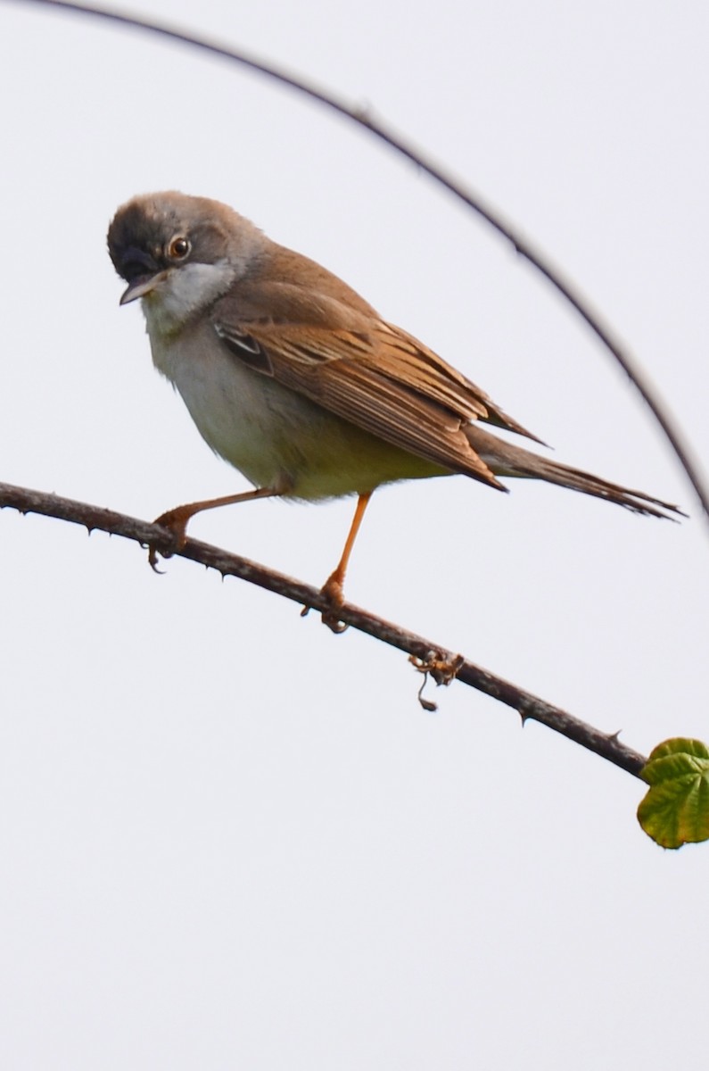 Greater Whitethroat - Brian Carruthers