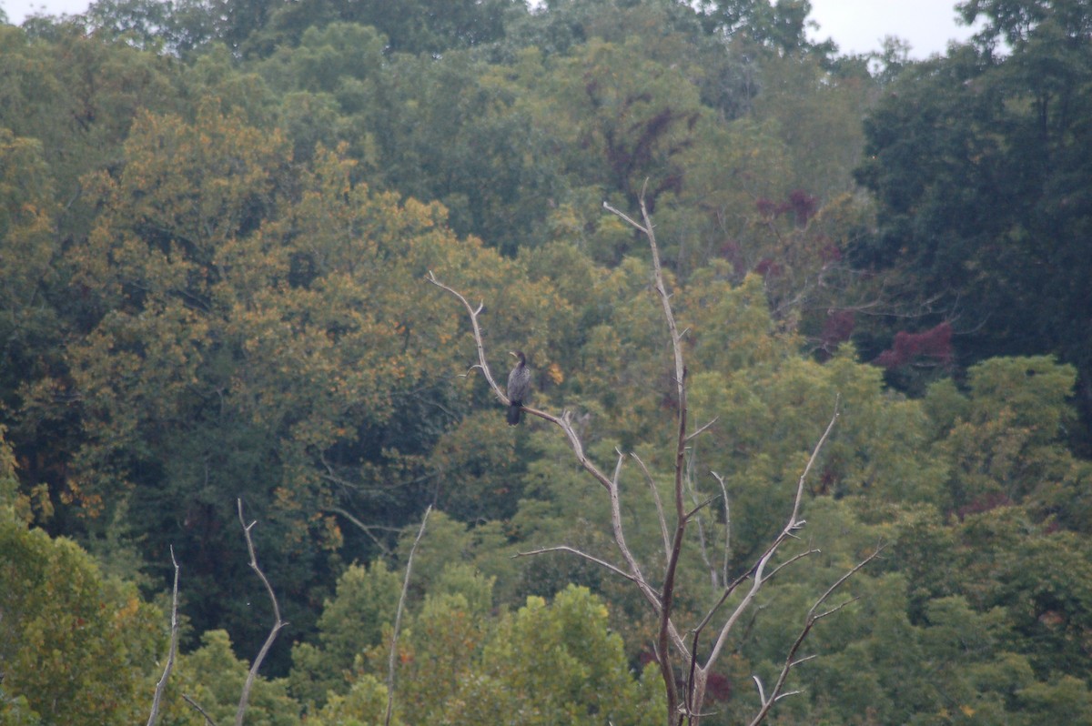 Neotropic Cormorant - David Brinkman