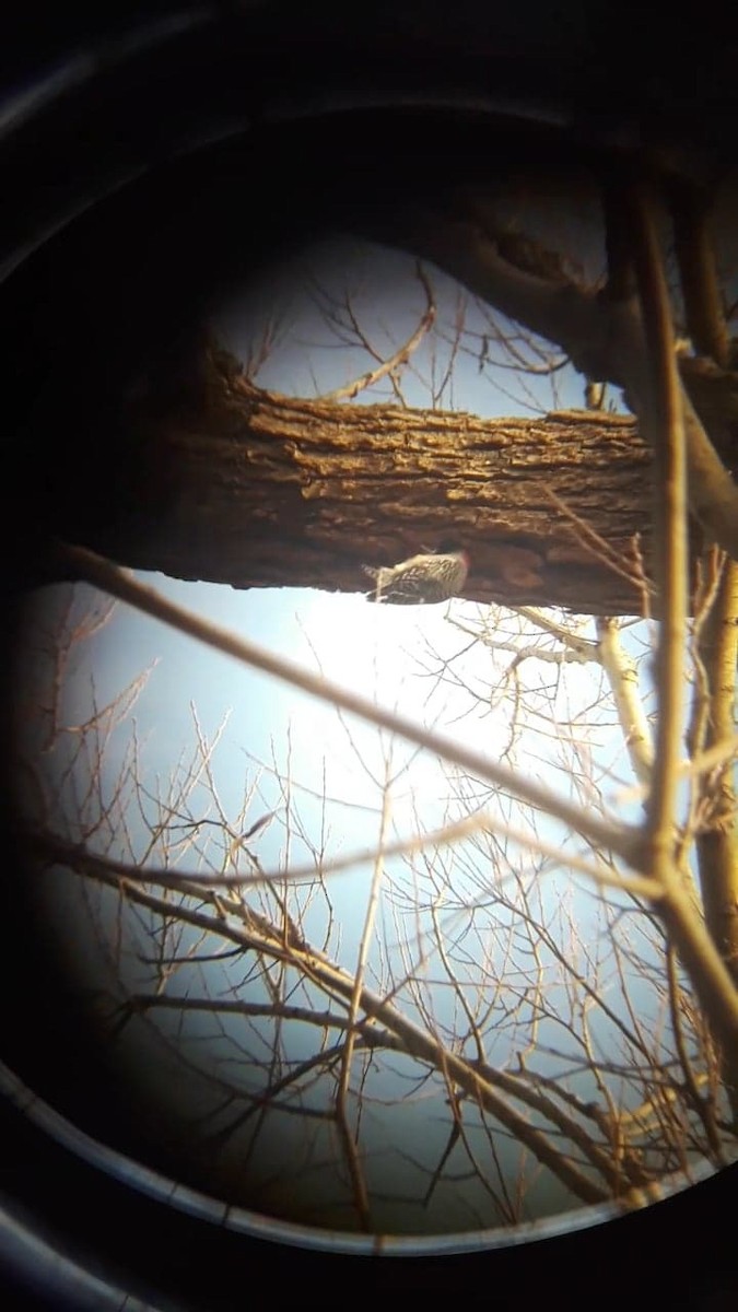 Red-bellied Woodpecker - ML189993931