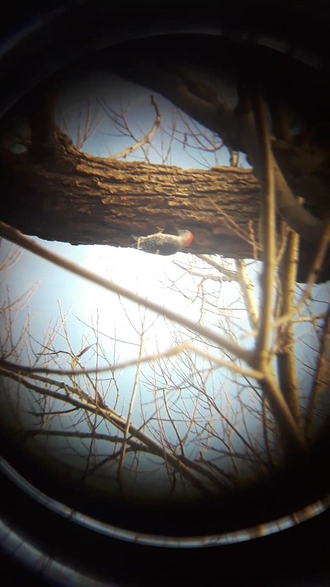 Red-bellied Woodpecker - ML189993941