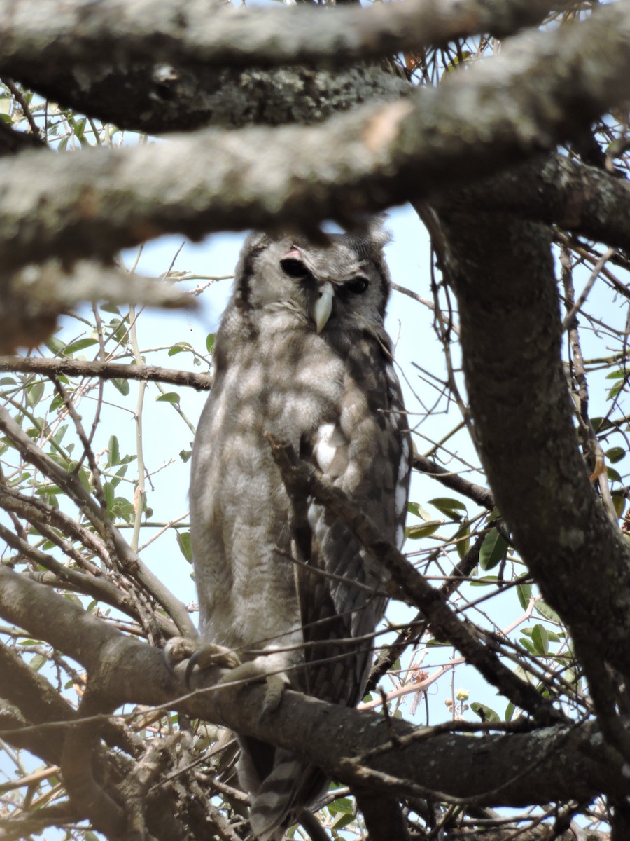 Verreaux's Eagle-Owl - ML189995721