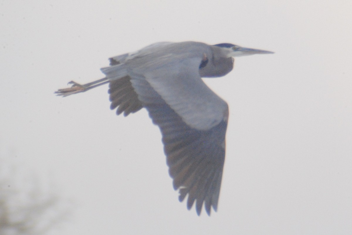 Great Blue Heron (Great Blue) - ML189996601