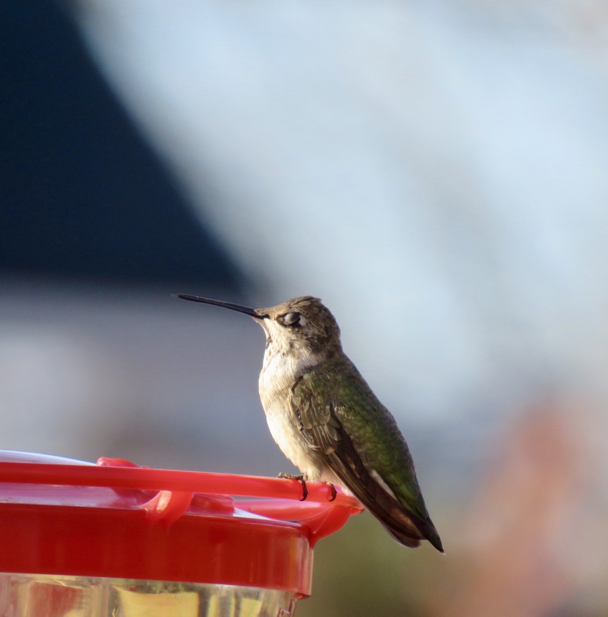 Black-chinned Hummingbird - ML189996851