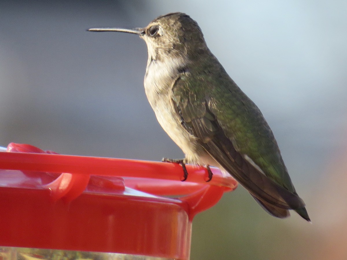 Black-chinned Hummingbird - ML189996861