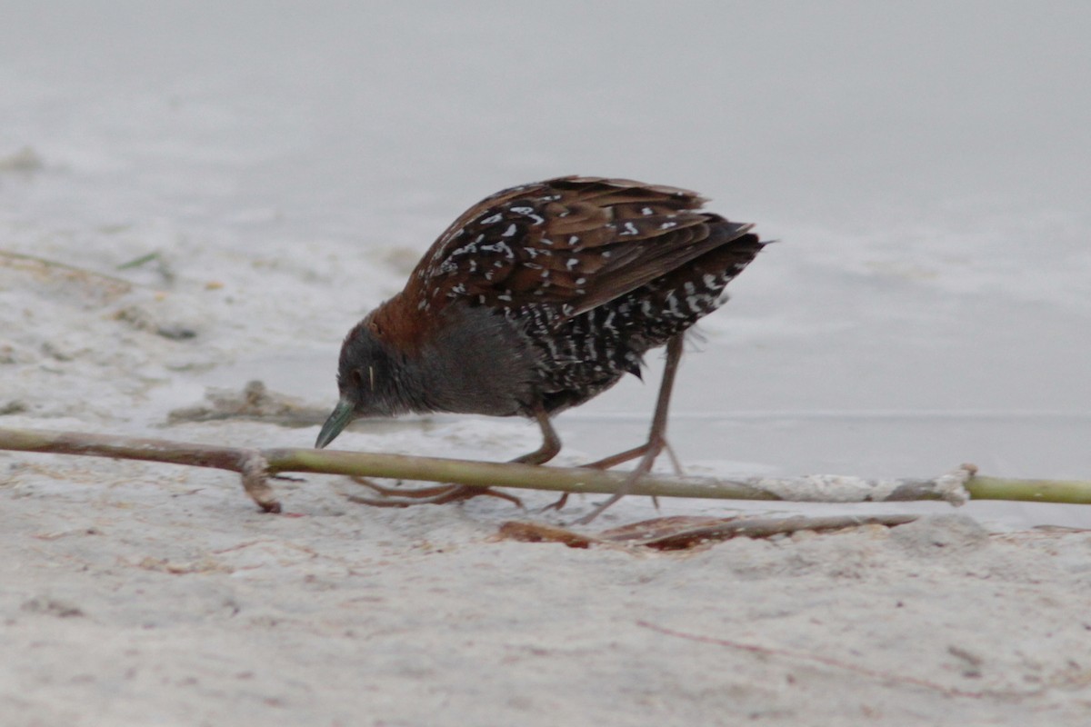 Baillon's Crake - ML189997071