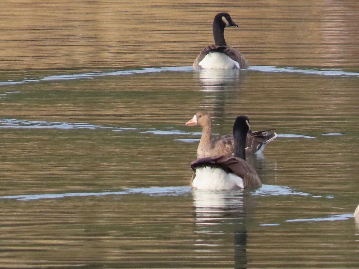 Greater White-fronted Goose - ML189999221