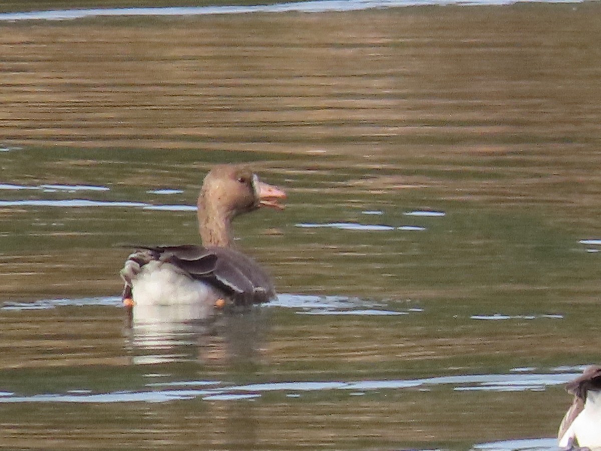 Greater White-fronted Goose - ML189999231