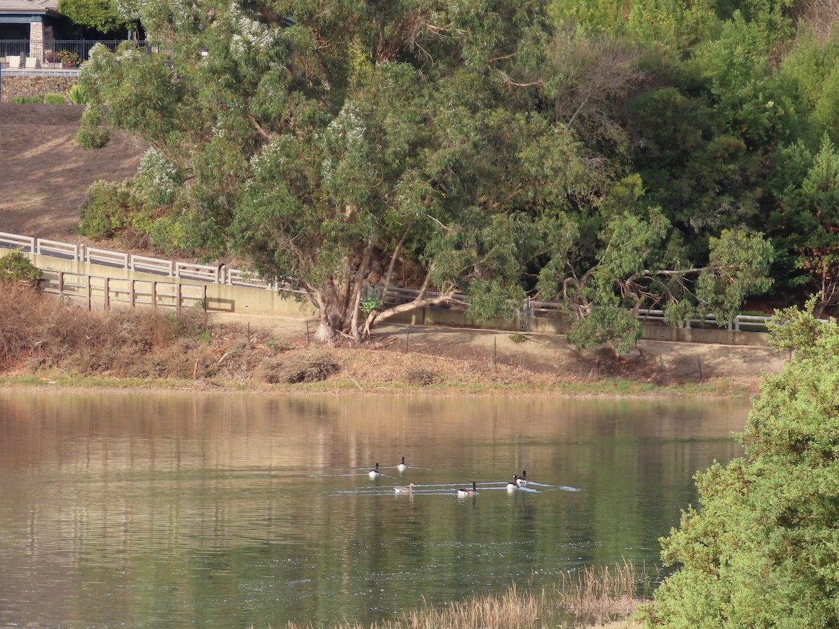 Greater White-fronted Goose - ML189999261