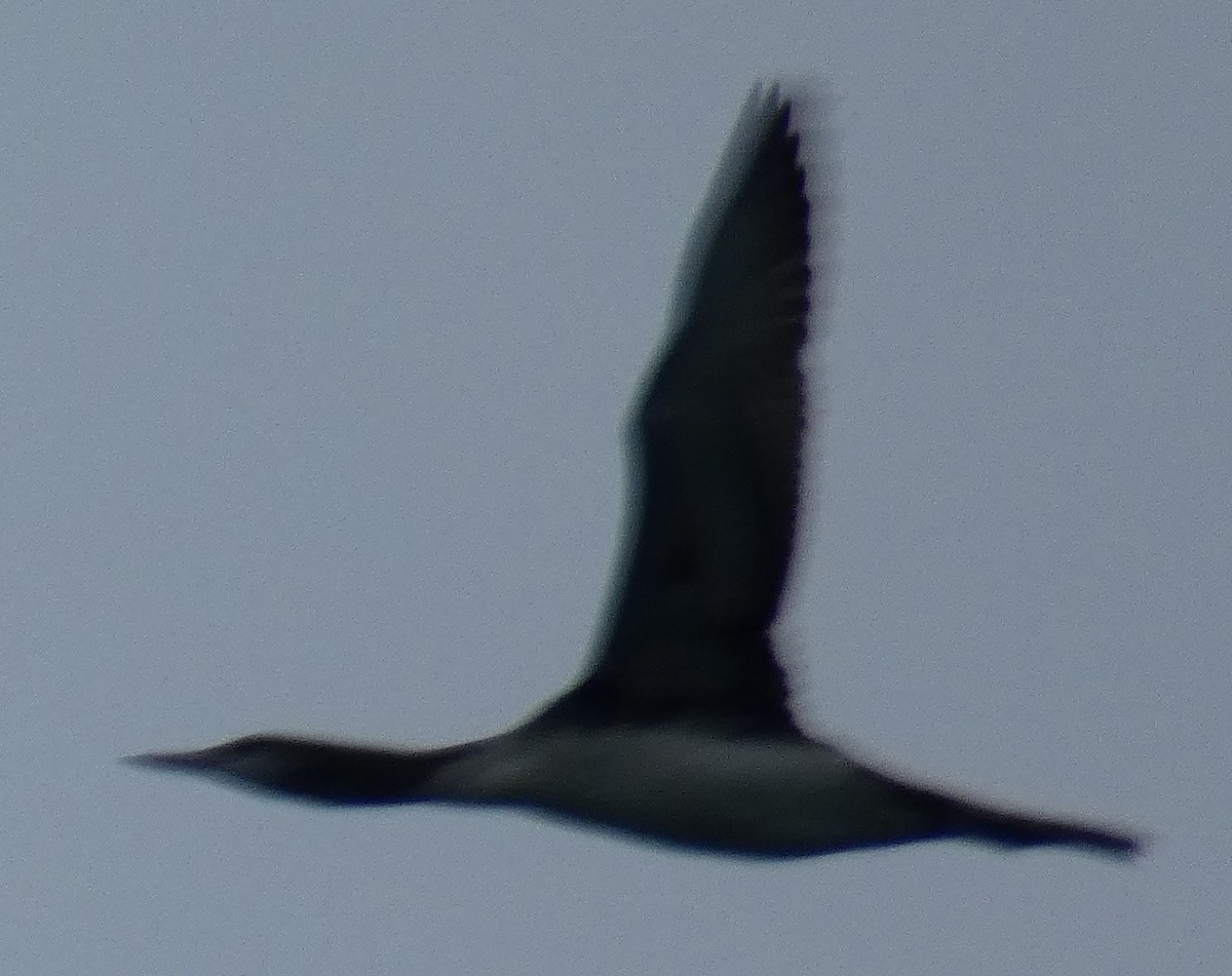 Red-throated Loon - ML189999911