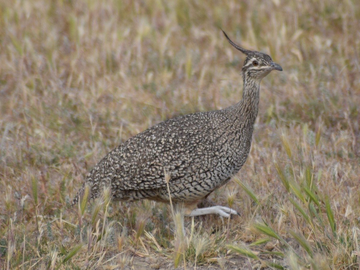 Elegant Crested-Tinamou - Sebastian Gomez