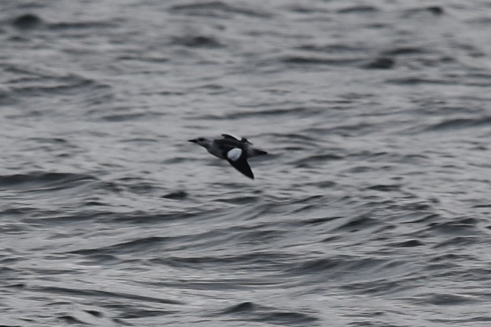 Black Guillemot - Blair Whyte