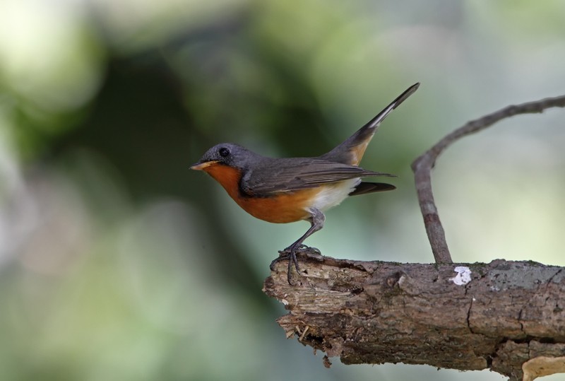 Kashmir Flycatcher - Akis Gaitanakis