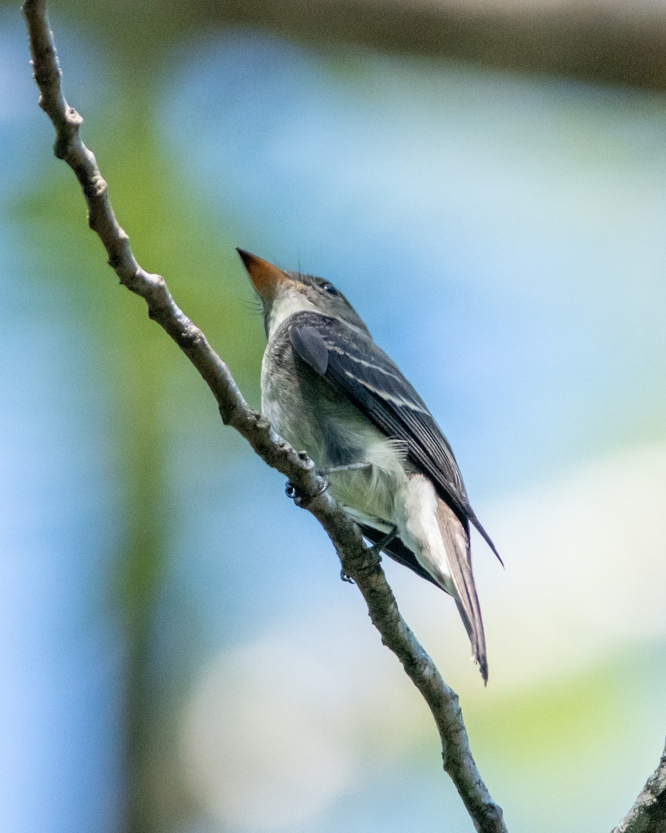 Eastern Wood-Pewee - ML190004331
