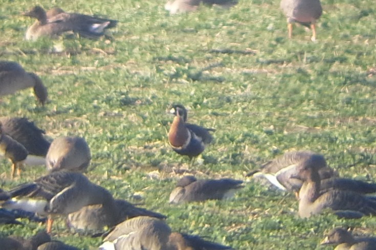 Red-breasted Goose - ML190004451